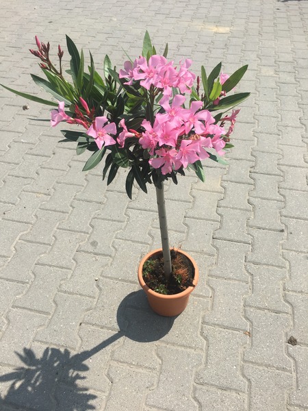 NERIUM OLEANDER