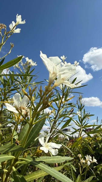 NERIUM OLEANDER