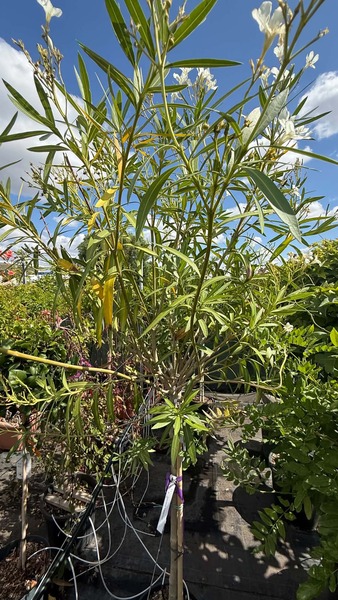 NERIUM OLEANDER