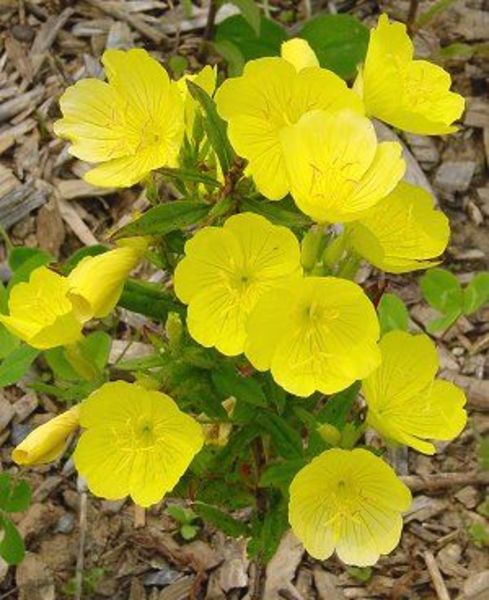 OENOTHERA FRUTICOSA