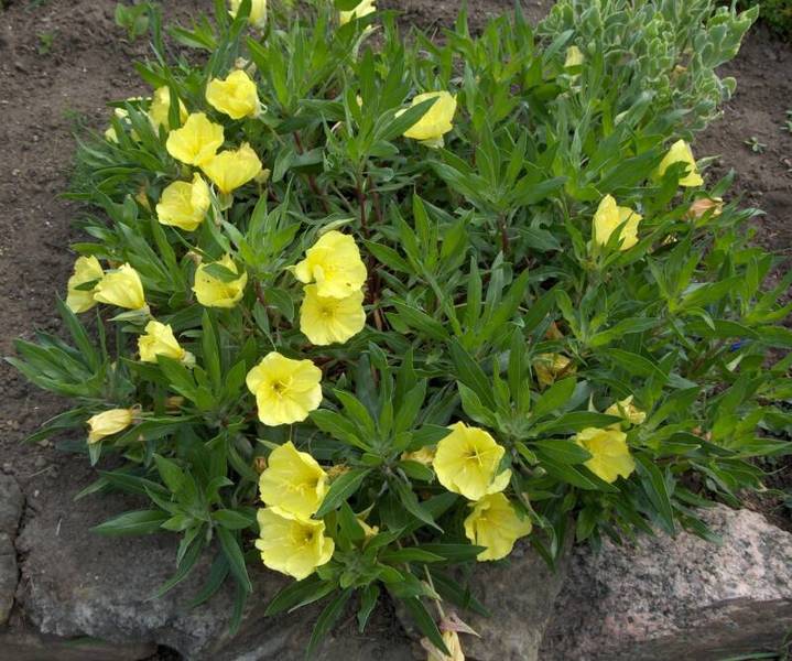 OENOTHERA MISSOURIENSIS