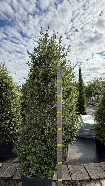 OLEA EUROPAEA