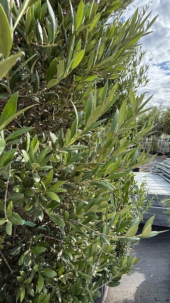 OLEA EUROPAEA