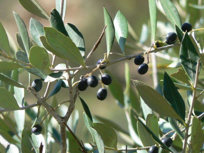 OLEA EUROPAEA