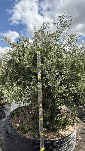 OLEA EUROPAEA