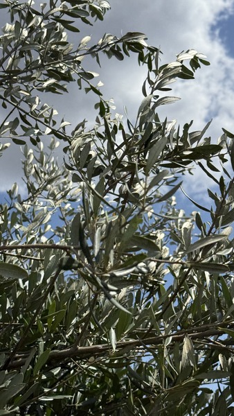 OLEA EUROPAEA