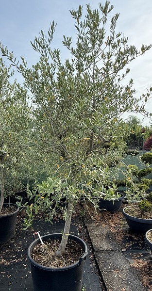 OLEA EUROPAEA