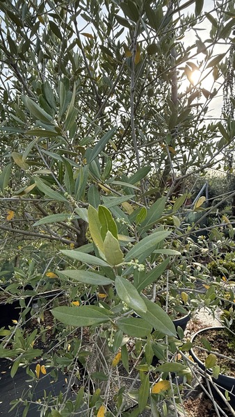 OLEA EUROPAEA