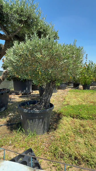 OLEA EUROPAEA