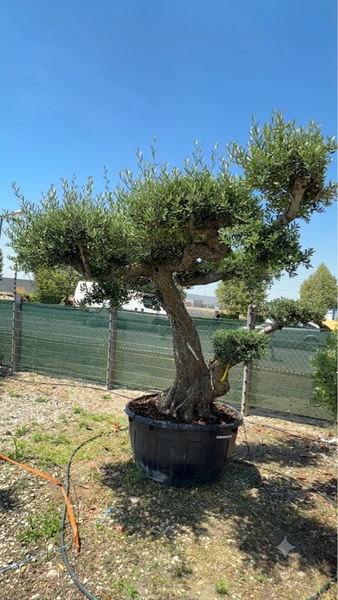 OLEA EUROPAEA