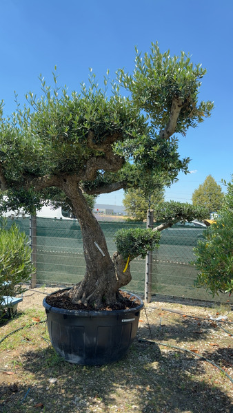 OLEA EUROPAEA