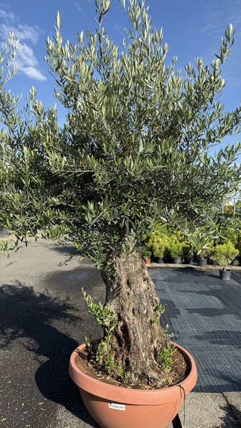 OLEA EUROPAEA