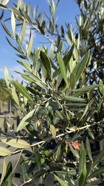 OLEA EUROPAEA