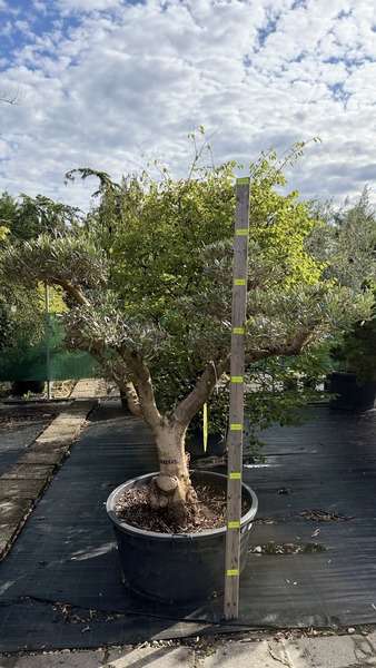 OLEA EUROPAEA