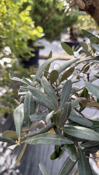 OLEA EUROPAEA