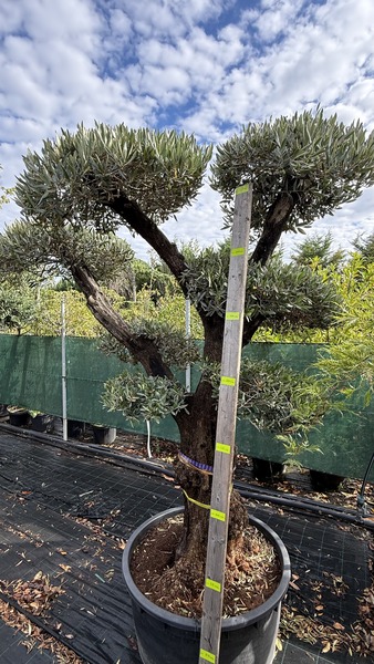OLEA EUROPAEA