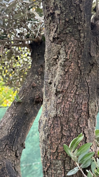 OLEA EUROPAEA