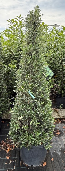 OLEA EUROPAEA