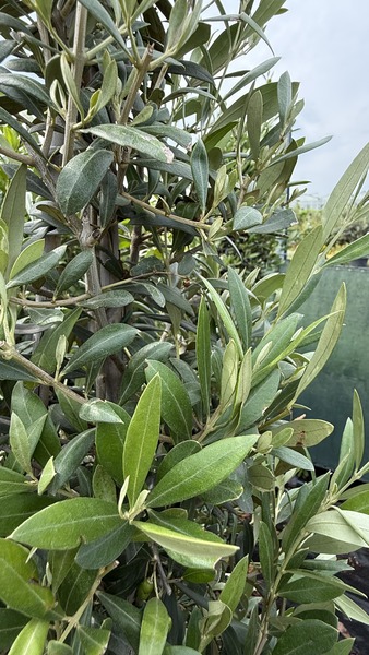 OLEA EUROPAEA