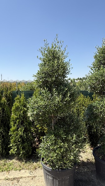 OLEA EUROPAEA