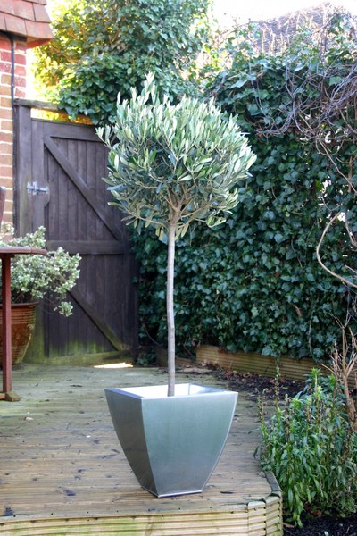 OLEA EUROPAEA TÖRZSES