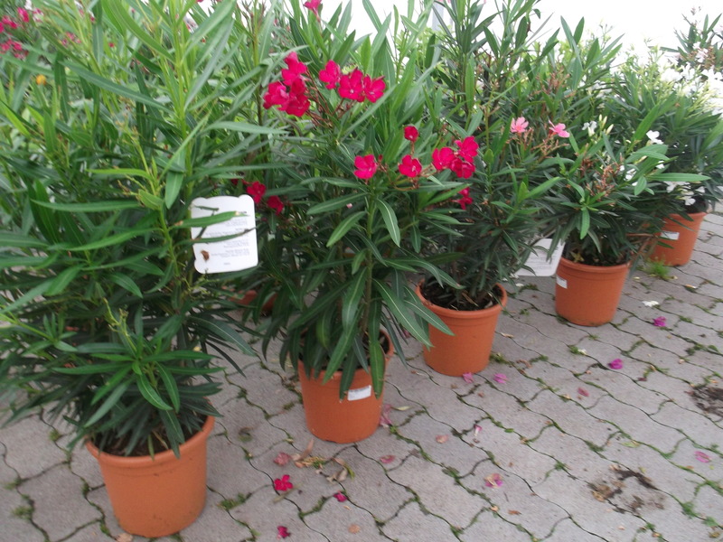 NERIUM OLEANDER