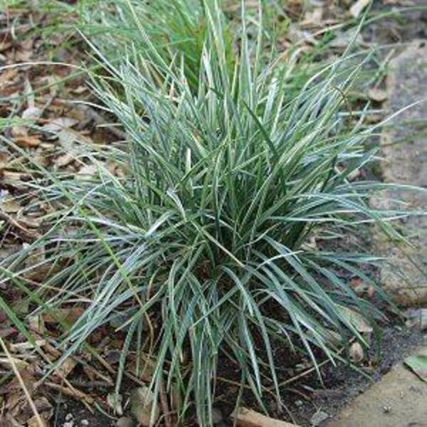 OPHIOPOGON JABURAN