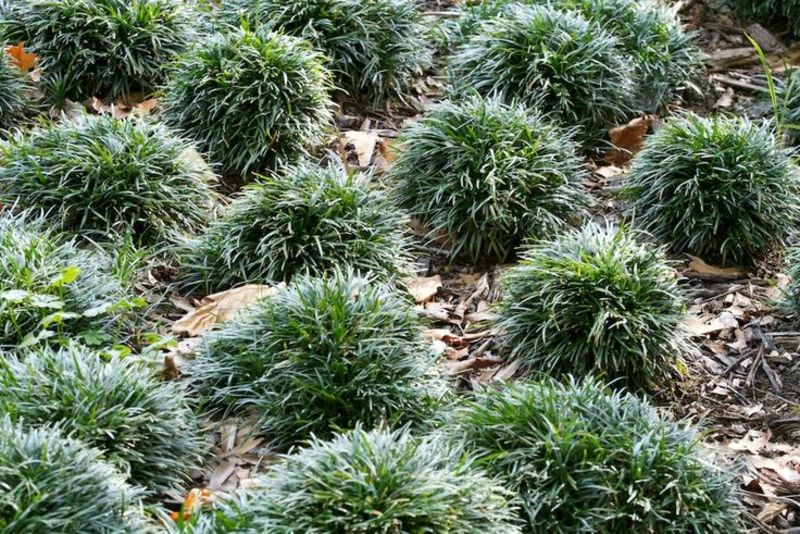 OPHIOPOGON JAPONICUS MINOR