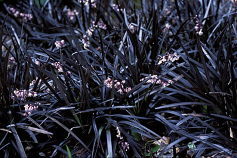 OPHIOPOGON PLANISCAPUS NIGER