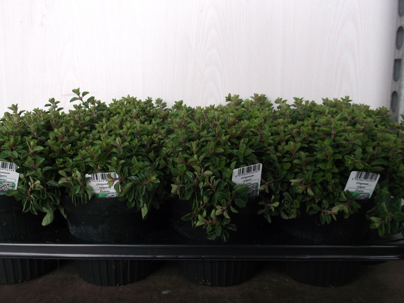 ORIGANUM VULGARE