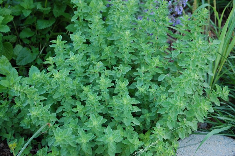 ORIGANUM VULGARE
