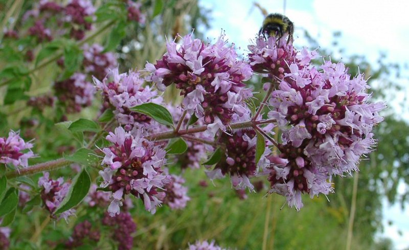 ORIGANUM VULGARE