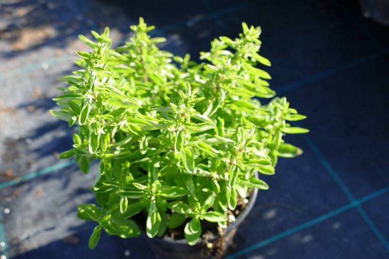 ORIGANUM VULGARE COMPACTUM