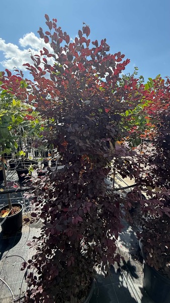 LOROPETALUM CHINENSE BLACK P.