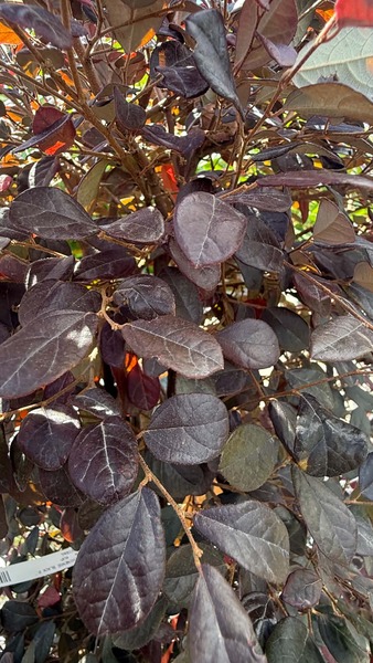 LOROPETALUM CHINENSE BLACK P.