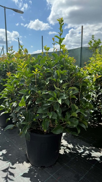 OSMANTHUS AQUIFOLIUM
