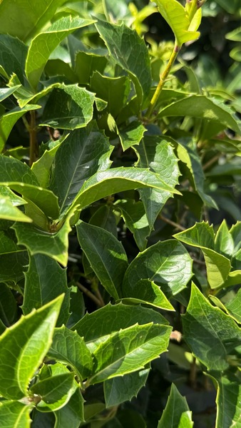 OSMANTHUS AQUIFOLIUM