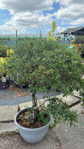 OSMANTHUS BURKWOODII