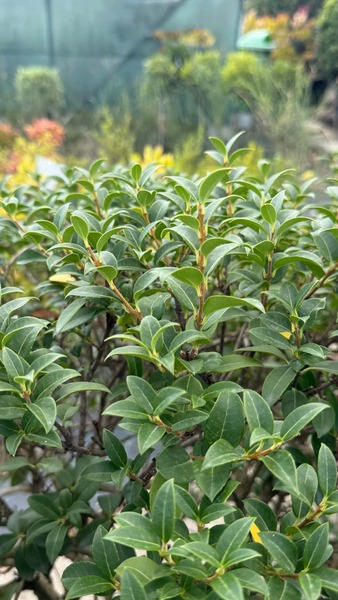 OSMANTHUS BURKWOODII