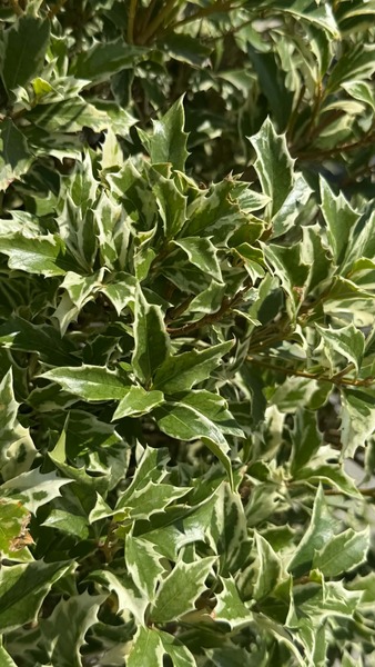 OSMANTHUS HETEROPH. TRICOLOR