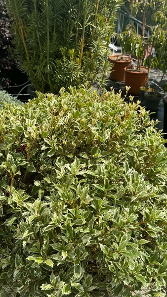 OSMANTHUS HETEROPH. TRICOLOR