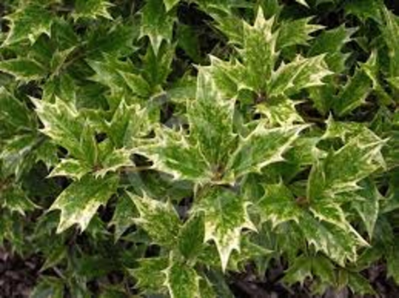 OSMANTHUS HETEROPH. GOSHIKI
