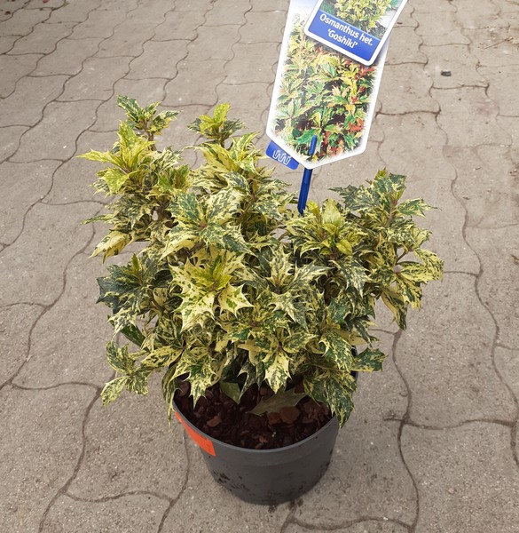 OSMANTHUS HETEROPH. GOSHIKI