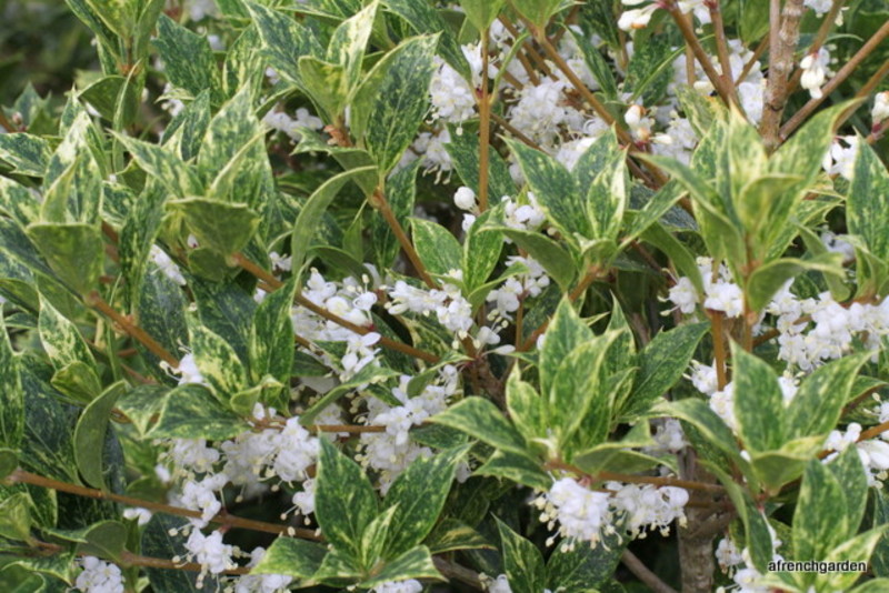OSMANTHUS HETEROPH. GOSHIKI