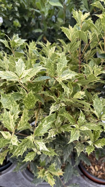 OSMANTHUS HETEROPH. TRICOLOR