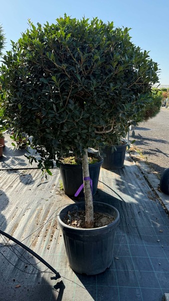 OSMANTHUS HETEROPHYLLUS