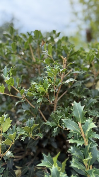 OSMANTHUS ILICIFOLIUS