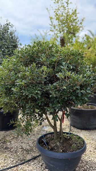 OSMANTHUS ILICIFOLIUS