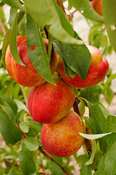 PRUNUS PERSICA