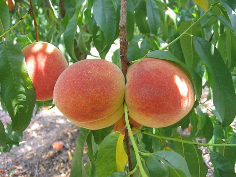 PRUNUS PERSICA